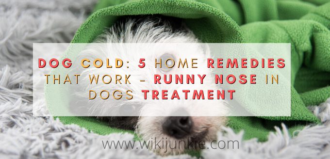 Dog Cold 5 Home Remedies That Work - Runny Nose in dogs treatment