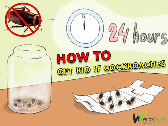 6 Easy Ways to Get Rid of Cockroaches wikiJunkie