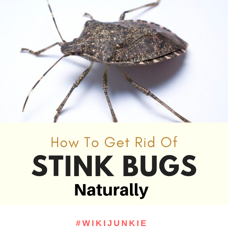 How to get rid of stink bugs naturally