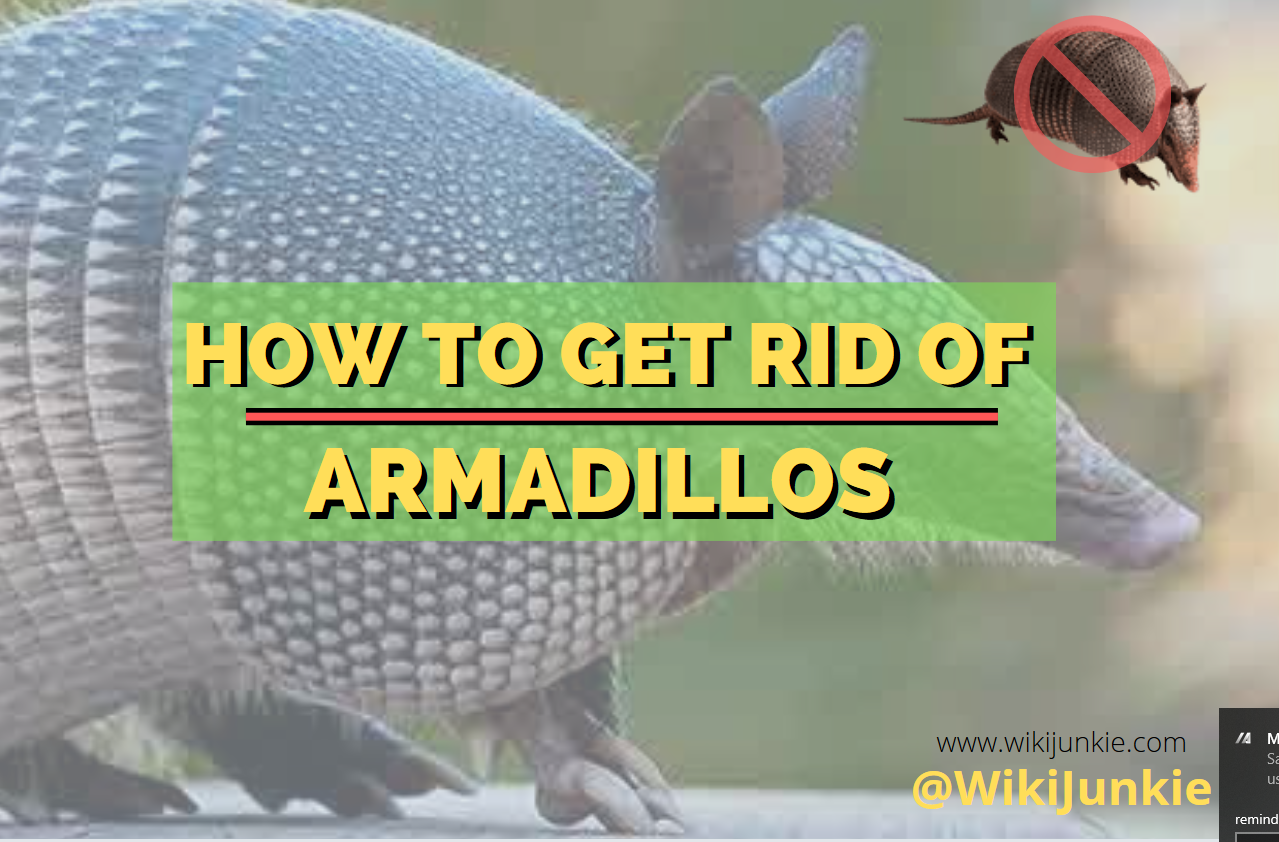 HOME REMEDIES TO GET RID OF ARMADILLOS