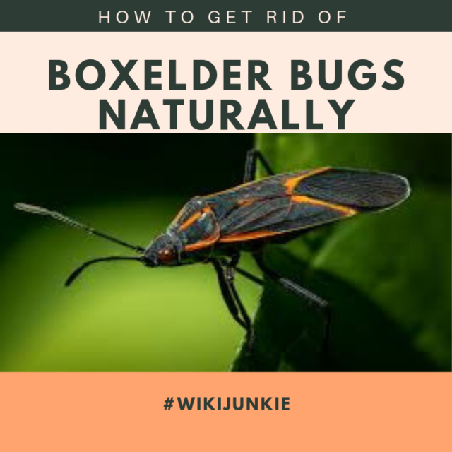 How to Get Rid of Boxelder Bugs Naturally wikiJunkie