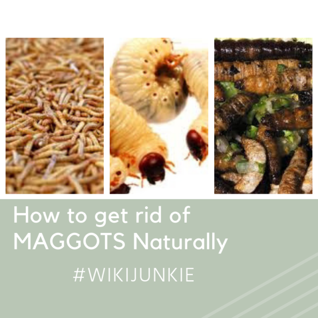 How to Get Rid of Maggots Naturally wikiJunkie