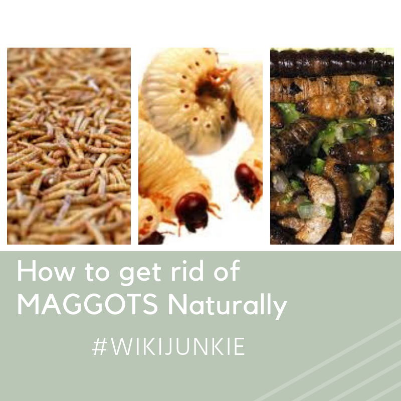 How to get rid of MAGGOTS Naturally