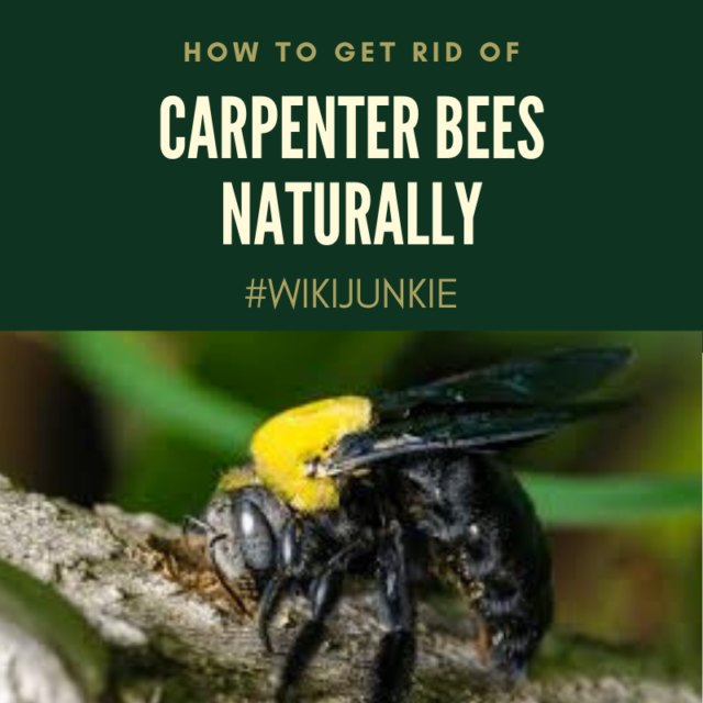 8 Ways How to Get Rid of Carpenter Bees Naturally
