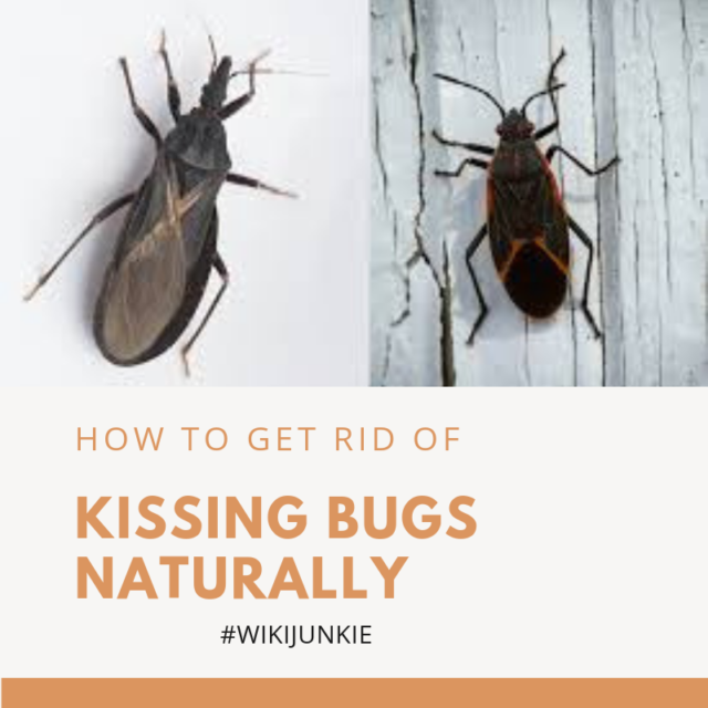How to Get Rid of Kissing Bugs Naturally wikiJunkie