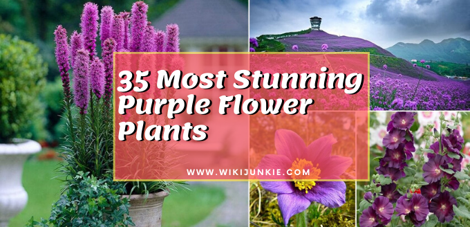 Photo of 35 Most Stunning Types of Purple Flower Plants