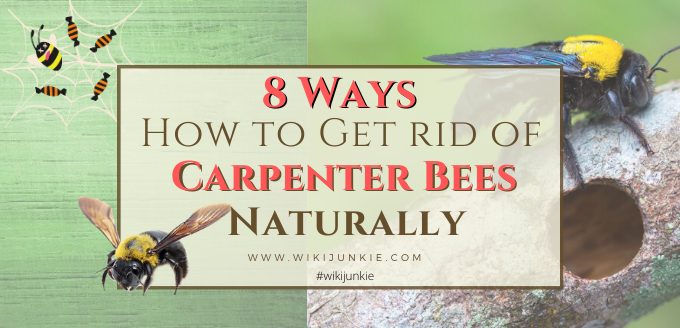 Photo of How to Get Rid of Carpenter Bees Naturally