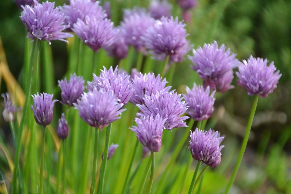 35 Most Stunning Purple Flower Plants - WikiJunkie