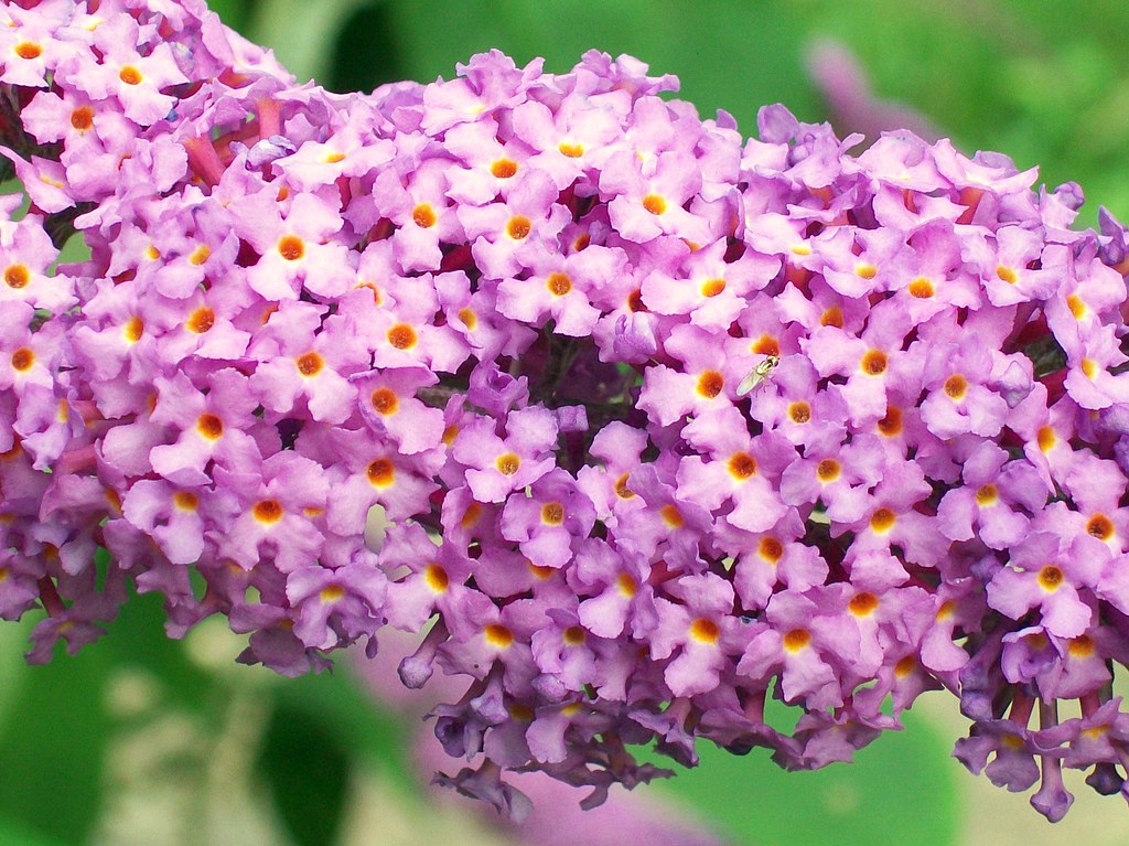 35 Most Stunning Purple Flower Plants - WikiJunkie