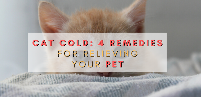 Cat Cold_ 4 Remedies for Relieving Your Pet