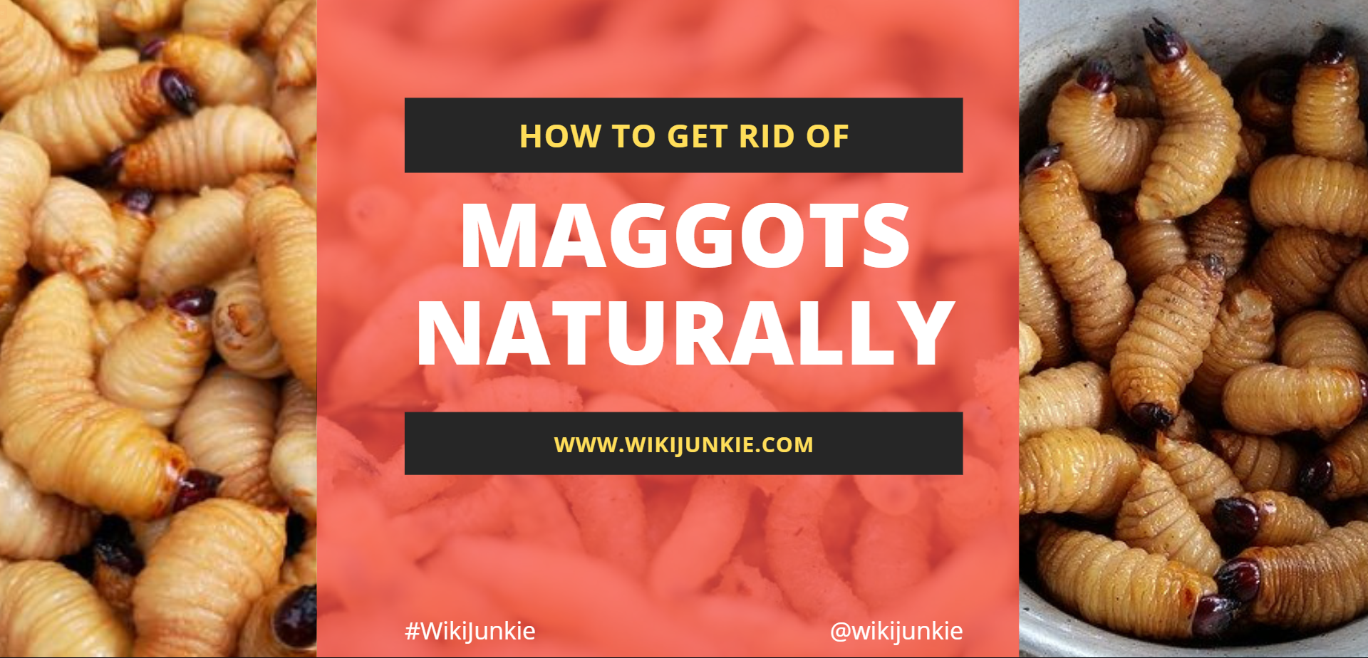 Photo of How to Get Rid of Maggots Naturally