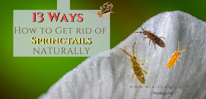 Photo of 13 Ways How to Get Rid of Springtails Naturally