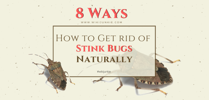 8 Remedies - How to Get rid of Stink Bugs Naturally - wikiJunkie