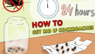 THE BEST ROACH KILLER GET RID OF COCKROACHES HOME REMEDIES